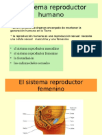 Sistema Reproductor Humano.rmm