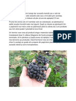 Aronia