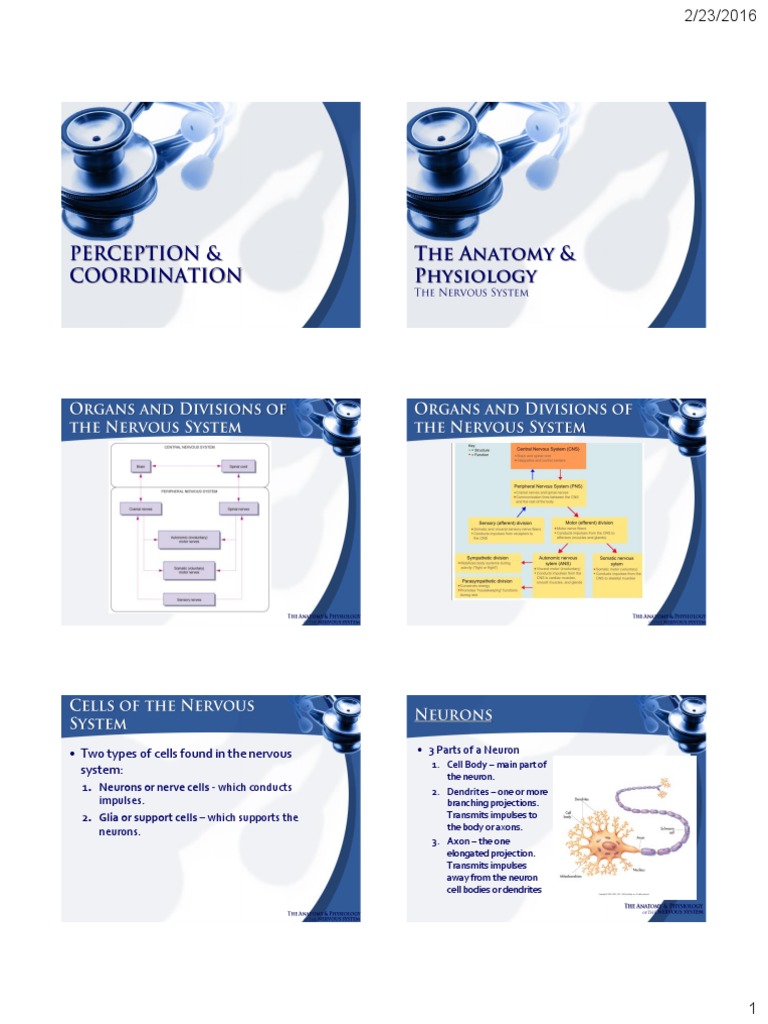 Nervous System Cells & Functions | PDF | Neuron | Axon