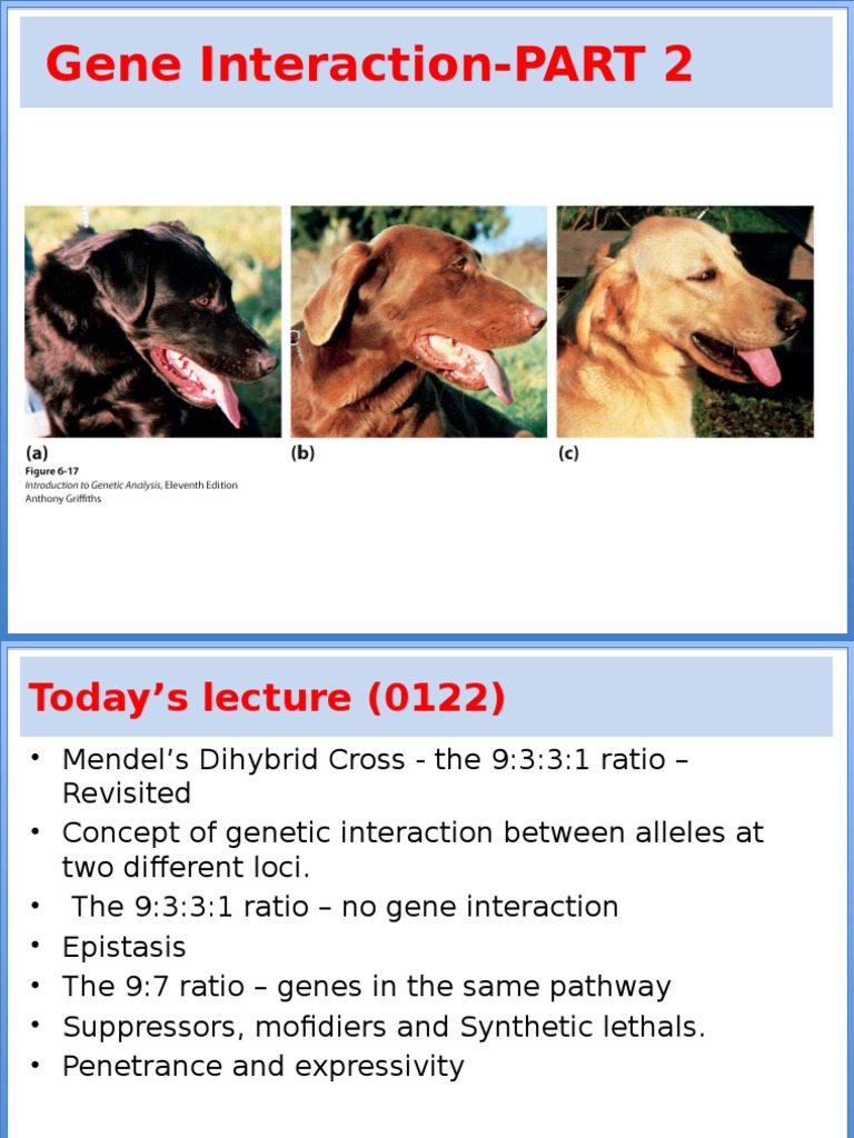 For Connect With Final Answers Gen. Int 2 in Class Lecture 6 Gene ...
