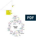 Ciclo de Krebs