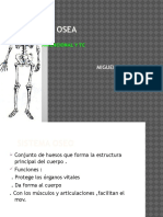 Anatomia Osea Parte 2