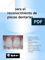 Tips para El Reconocimiento de Piezas Dentarias-120705001721-Phpapp02