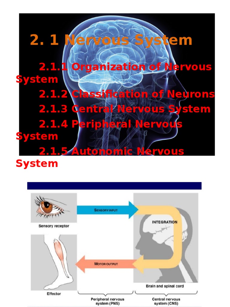 Nervous System Structure and Functions | PDF | Autonomic Nervous System ...