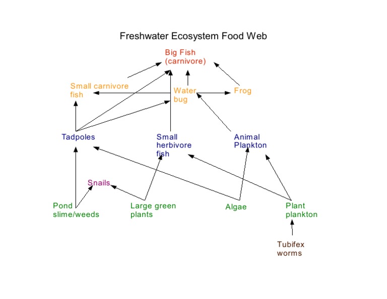 Freshwater Ecosystem Food Web | PDF | Food Web | Plankton