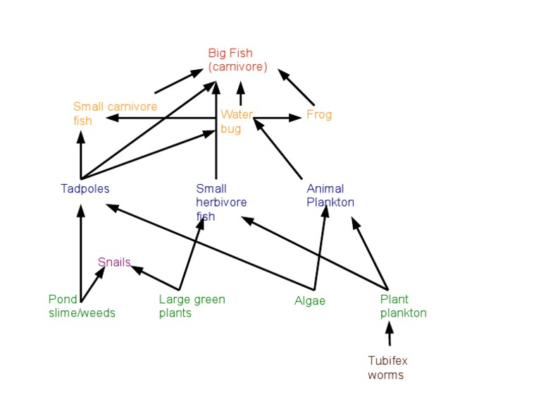 Freshwater Ecosystem Food Web