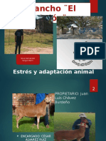 PT Estres y Adaptacion Animal