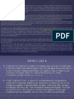Presentación1 Agroclimatologia: Fases Fenologicas