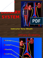 Urinary System 2005