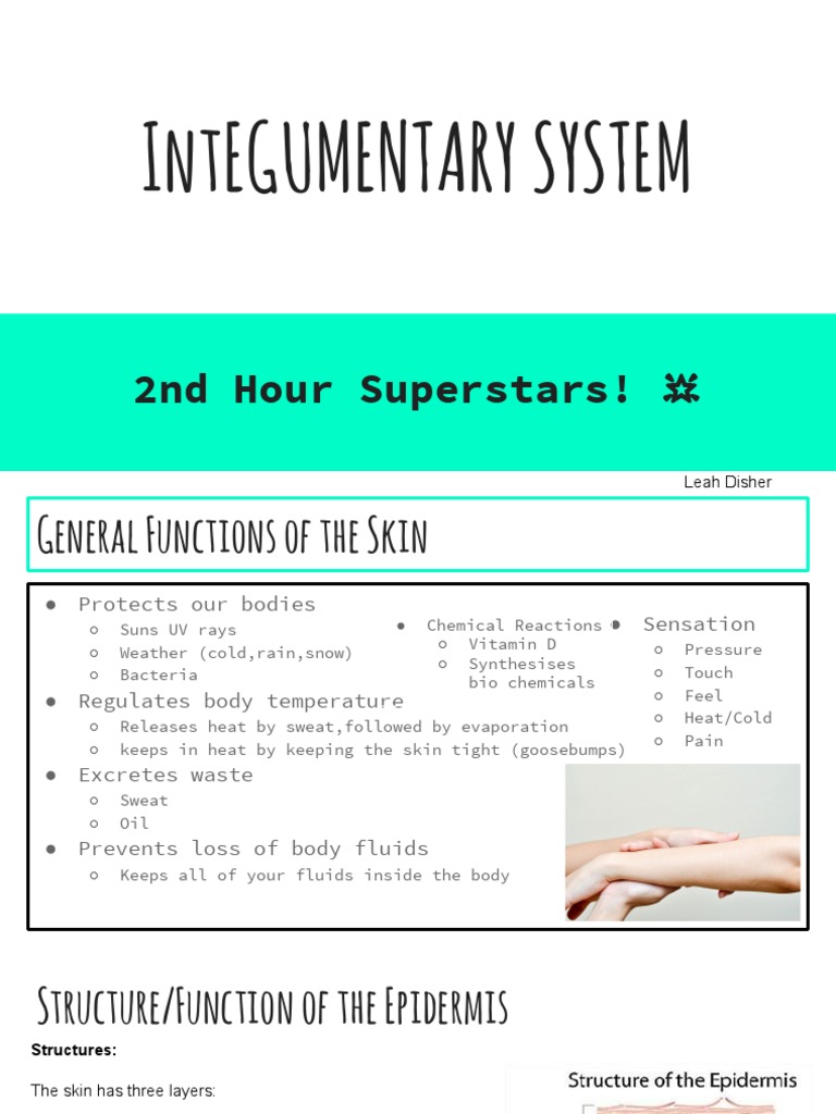 Functions and Structure of Skin Layers | PDF | Skin | Epidermis