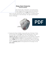 Sheep Heart Dissection