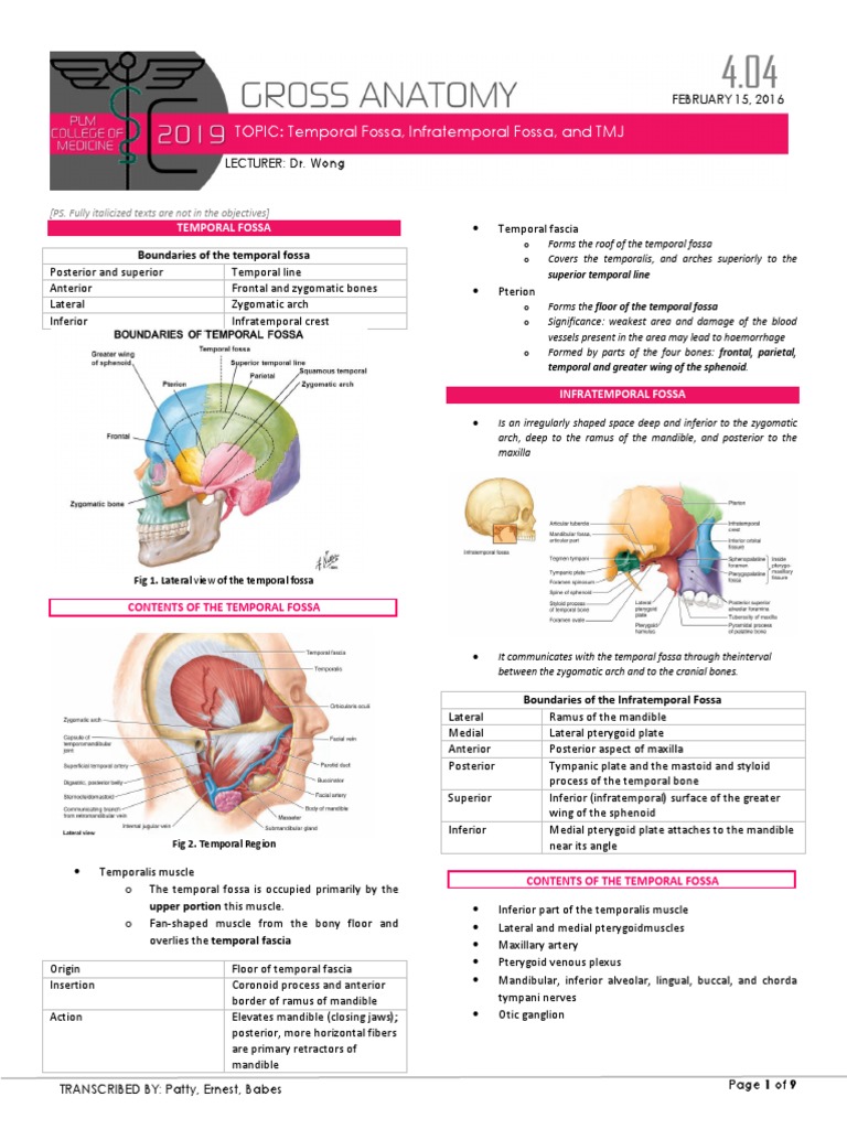 Infratemporal Fossa Overview | PDF | Human Head And Neck | Human Anatomy