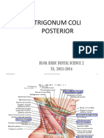 Trigonum Coli Posterior
