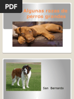 Razas de Perros Grandes