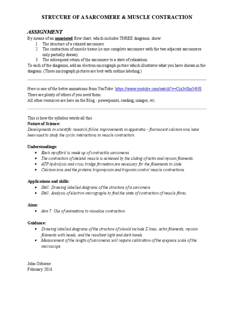 Muscle Contraction Worksheet March 2016 | PDF
