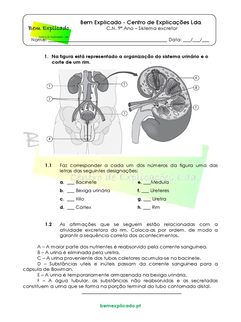 Sistema Excretor 10 Exercícios Com Gabarito – PRKTK