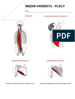 Trening Miesni Grzbietu - Plecy