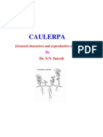 Caulerpa by Dr. S.N. Suresh