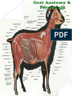 Goat Anatomy & Psychology