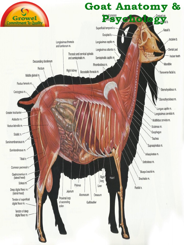 Goat Anatomy and Physiology Overview | PDF