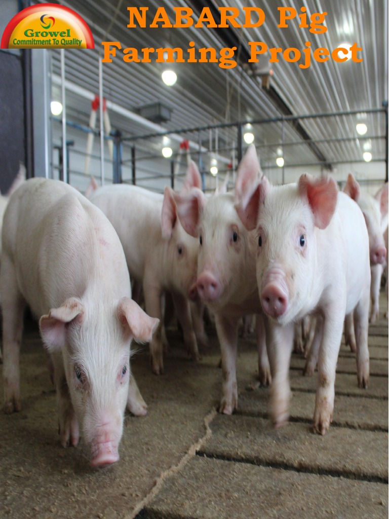 NABARD Pig Farming Project Overview | PDF | Finance & Money Management ...