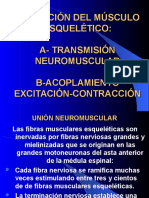 Excitacion Del Musculo Esqueletico