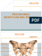 Pelvis Osea-Músculos Del Perineo