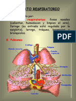 Unidad 6. Aparato Respiratorio