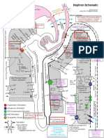 NephronMap Copy2