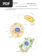 BioGeo10 Ficha de Trabalho - Celulas