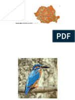 Alcedo Atthis PEScĂRAȘ ALbASTRU