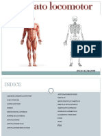 Aparato Locomotor