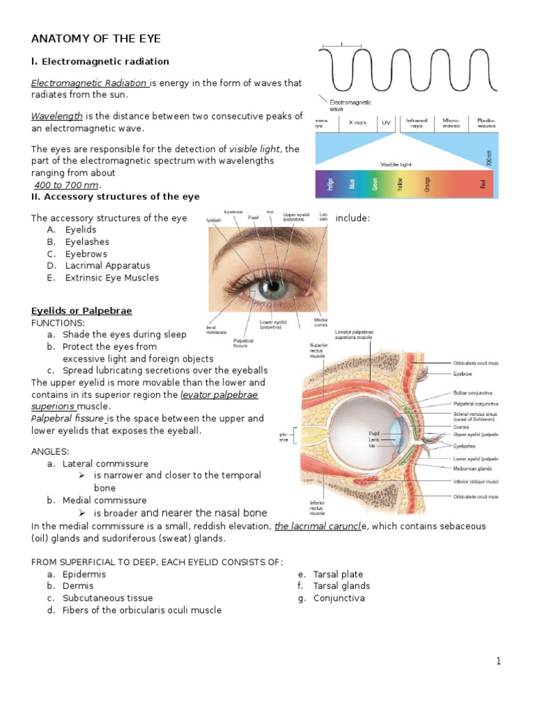 Anatomy and Physiology of The Eye PDF Human Eye Retina