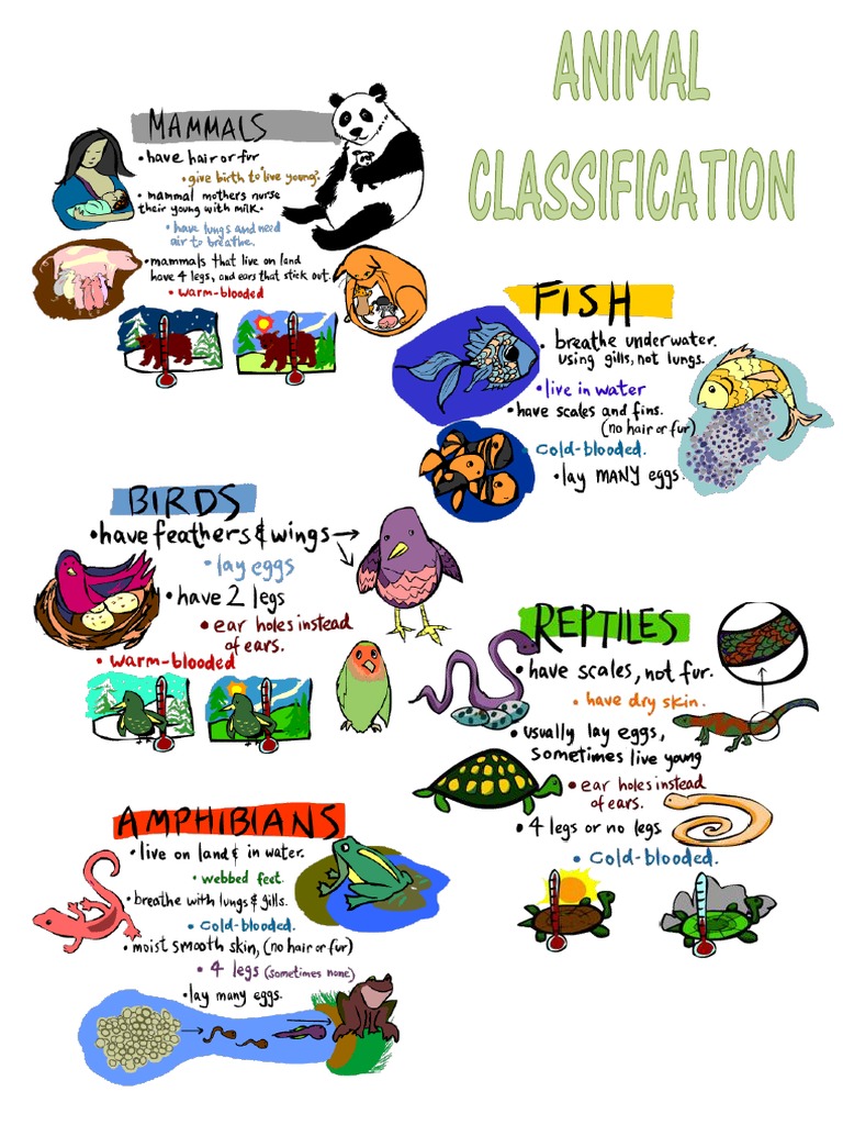 Animals Classification | PDF