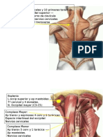 Musculos Posteriores Del Cuello