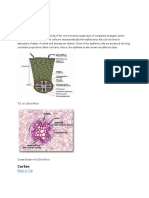 Anatomy of Dicot Root