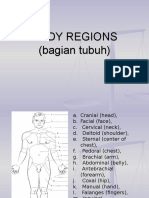 III Body Regions