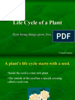 Plant Life Cycle