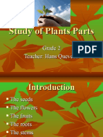 Study of Plants Parts
