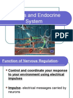 Nervous and Endocrine System