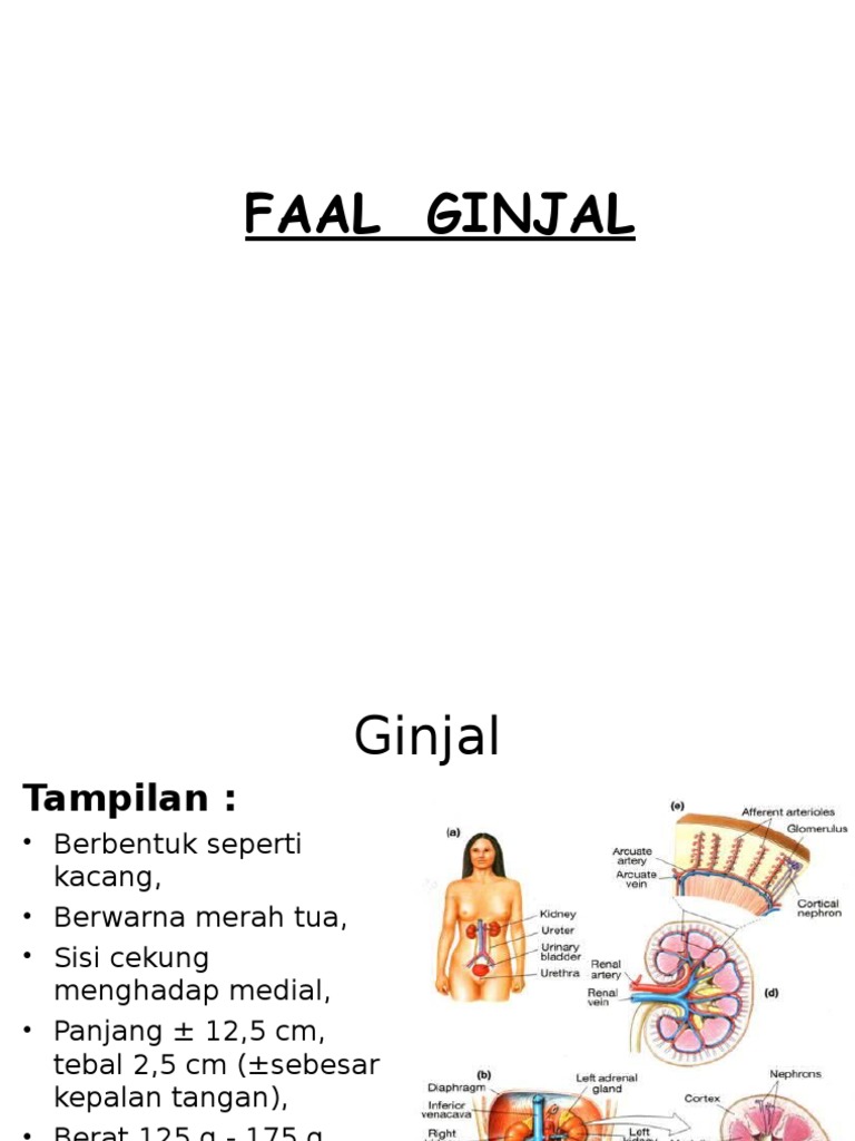 5 Mitos Tentang Asam Urat Isi Oksigen Tangerang