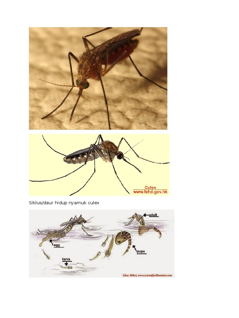 кулекс лицедей ее высочества