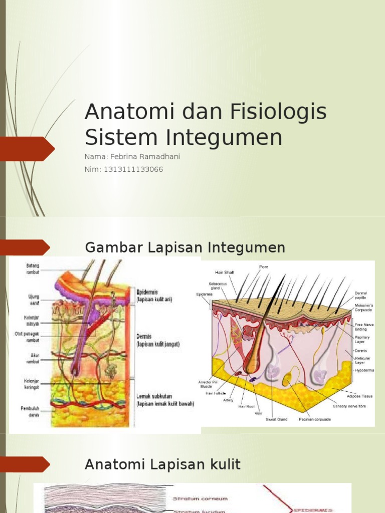 Anatomi dan Fisiologi Sistem Integumen | PDF | Sains & Matematika