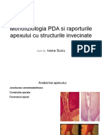 1. Morfofiziologia PDA Si a Raporturilor Apexului Cu Structurile