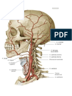 Ramas de La A. Carótida Externa