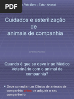 Cuidados Animais Companhia - Sofia Pacheco