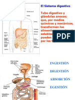 Digestivo