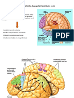 Corteza Prefrontal