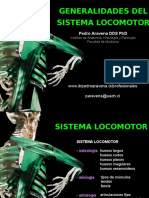 General Locomotor Anatomy