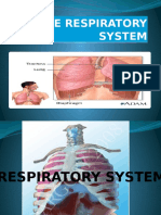 The Respiratory System (Intro) 